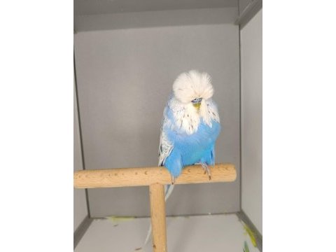 Muhabbet kuşu show jumbo