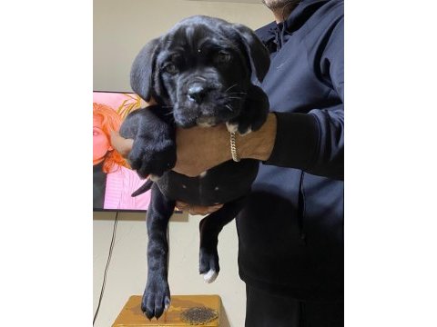 A class şecereli kaliteli cane corso yavru