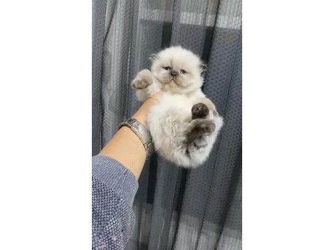 Safkan ırk dişi british longhair yavrumuz