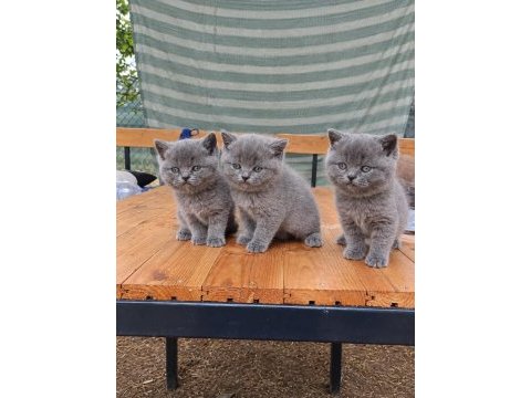 Safkan british shorthair ayı surat top kafa bebiş