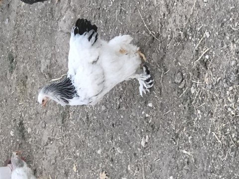 Brahma horozlar
