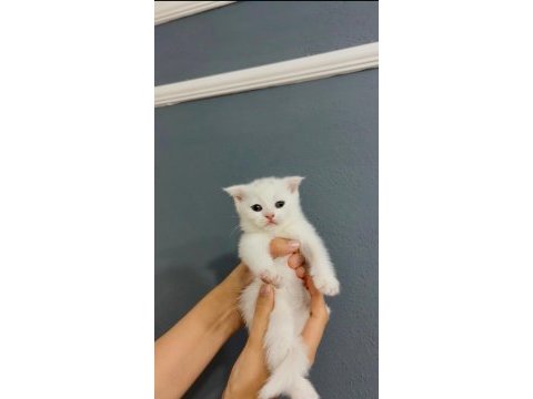 2 aylık yavru kedilerimiz sahiplendirilecektir