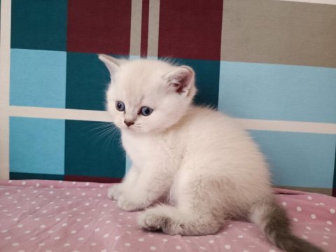 Minik british shorthair yavrum