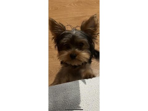 5 aylık erkek yorkshire terrier