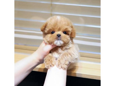 Kore gen hattı maltipoo bebeklerim