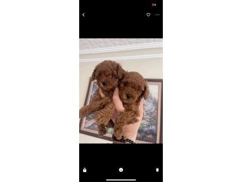 Kore kan poodle yavrular