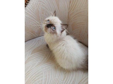 3.5 aylık güzel ve akıllı şirin chocolate point iran kedisi