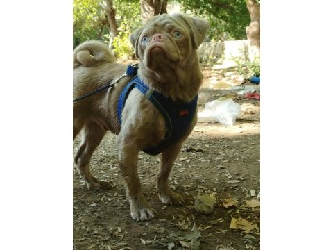 Egzotik white pink pug mops