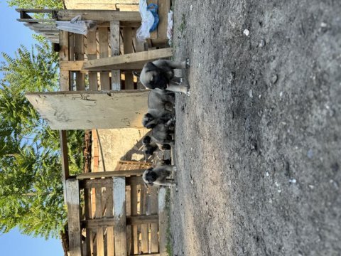 Dev ırk anadolu çoban köpeği