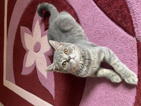 British shorthair 7 aylık