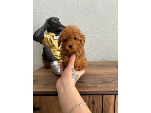 Üst kalite tea cup poodle yavrular