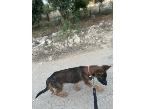 3 aylık dişi malinois