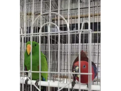 Resmi belgeli yavru eclectus papağanları