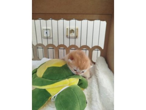 A kalite full şecereli golden ny12 british shorthair