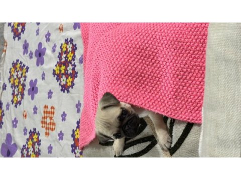 Pug köpeği