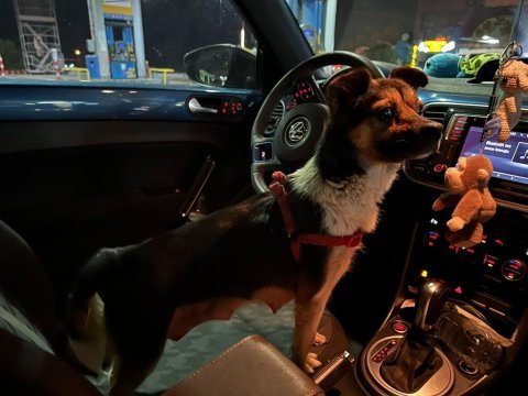 Ücretsiz kalıcı yuva arayan şivava jack-chi