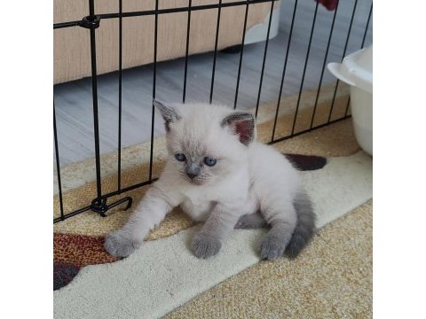 Cins kedi british shorthair