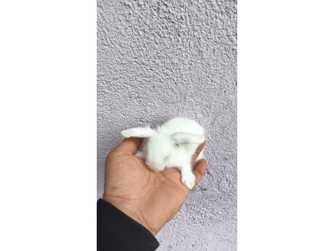 Yavru hollanda lop tavşanları