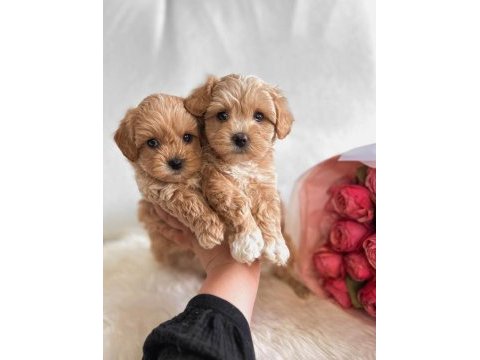 Üst kalite maltipoo bebekler evine gitmeye hazır 