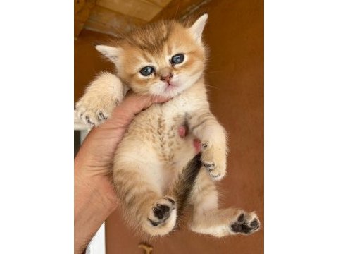 Saf kan golden egzotik british shorthair