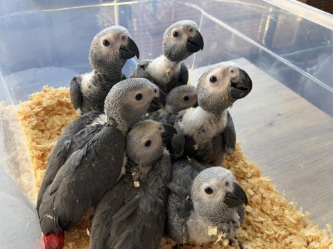 Bebek yasal belgeli jako papağanı yavrularımız