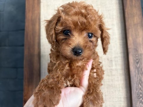 Ev ortamında büyüyen safkan teacup poodle yavrular