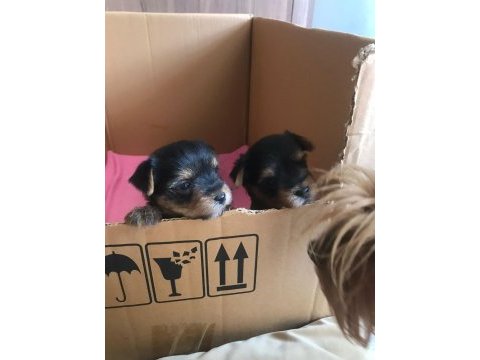 Orjinal tea cup yorkshire terrier yavrularımız