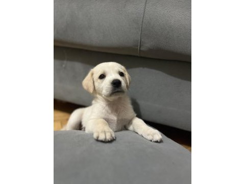 2 aylık dişi golden retriever
