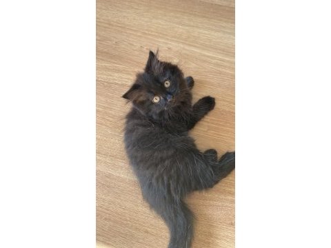 Muğla/dalaman 2 aylık british longhair dişi