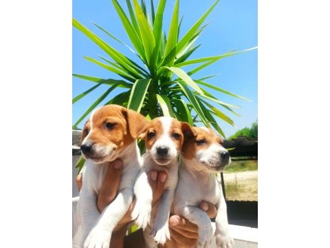 Terrier jack yavruları tüm illere gönderim