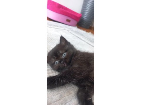 British longhair dark çikolata mükemmel güzellik
