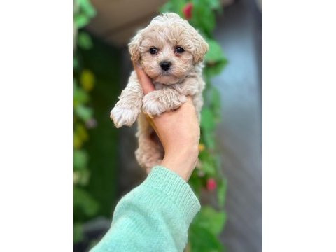 Cinsinin en iyisi maltipoo