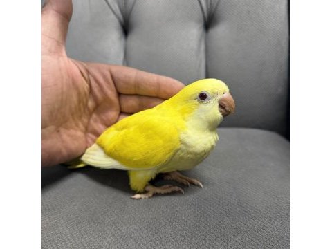 Bebek monk papağanı mutasyon sarı