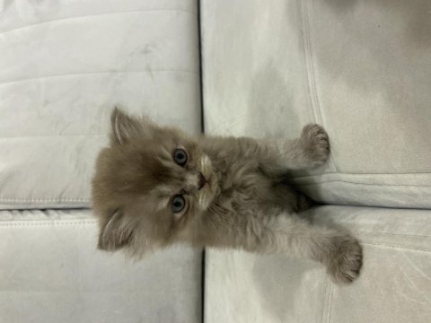 British longhair 43 günlük yavru