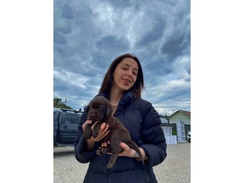 Labrador yavrularımız