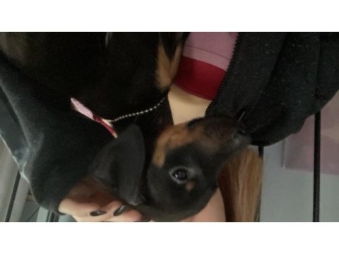 Doberman köpeği yavru