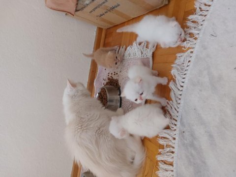 İran kedilerim