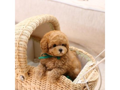 Irkının en iyisi kop koyu maltipoo bebeklerim