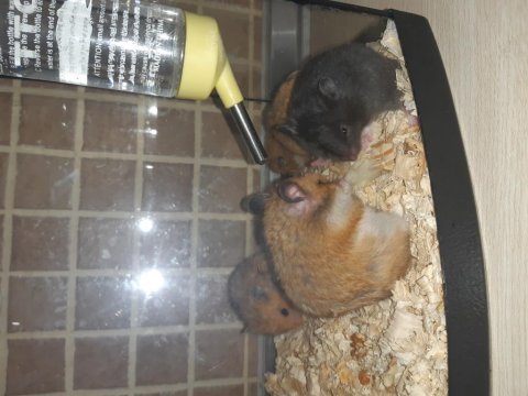 1 aylık suriye hamster