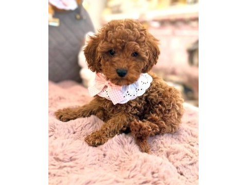 Toy poodle yavrularım