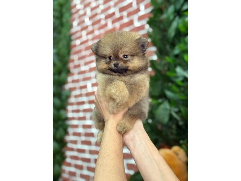 A kalite pomeranian yavrular