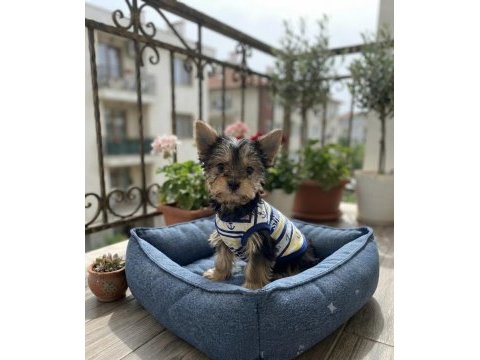 Tüy dökmeyen koku alerji yapmayan ırk köpeğimiz