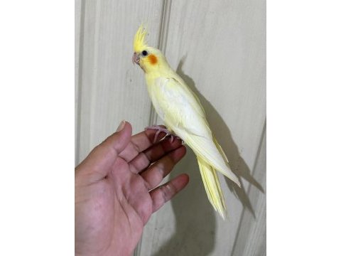 47 günlük kusursuz lutino bebek sultan papağanı