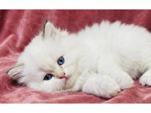 Safkan british longhair bebekler