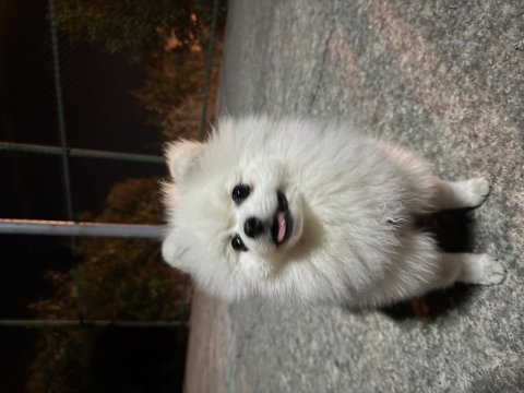 13 aylık erkek pomeranian boo - orjinal ırk aşıları tam