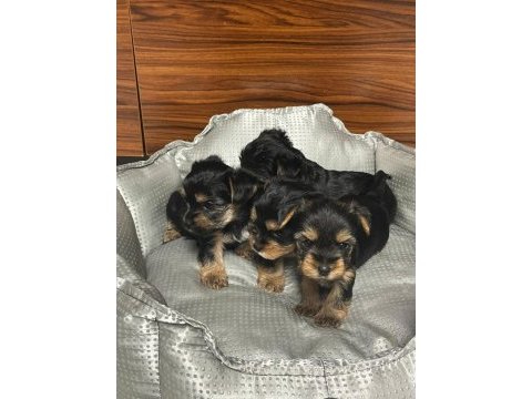 Çok tatlı yavru yorkshire terrier