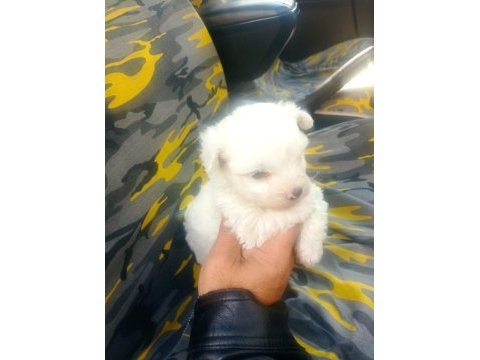 Maltese terrier yavruları