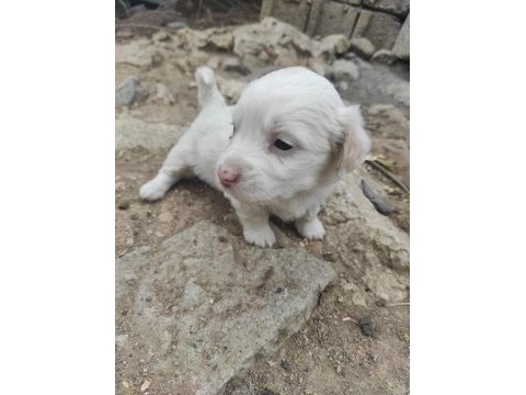 Kokoni cinsi köpekler (small greek)