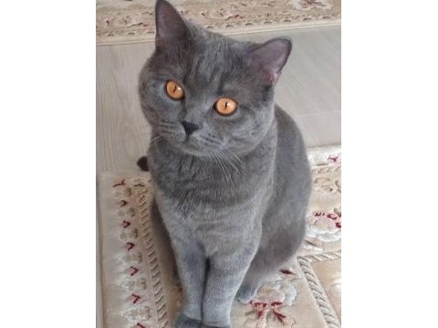 Hamile kızım 1.5 yaşında ücretli sahiplendirme british
