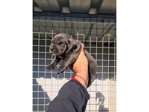 A kalite cane corso yavrularımız rezerve açılmıştır